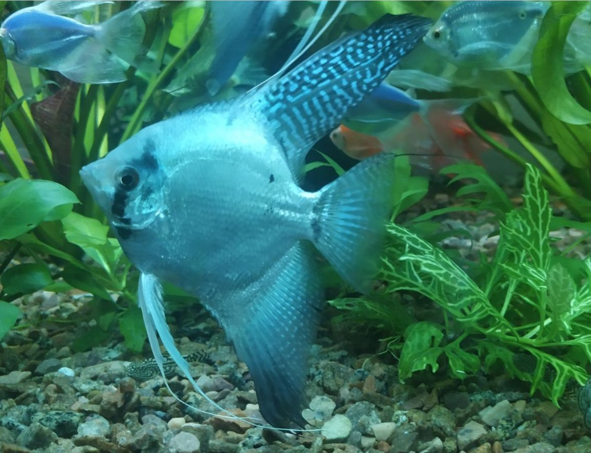 skalyariya-blu-host-pinoj-pterophyllum-scalare-blue-pinoy