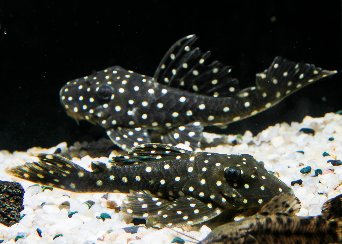 gipanczystrus-l201-hypancistrus-sp-l201