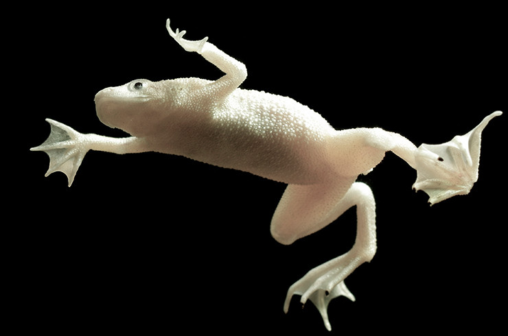 karlykova-afrykanska-zhaba-platynova-hymenochirus-curtipes