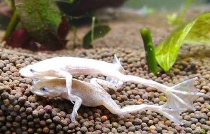 karlykova-afrykanska-zhaba-platynova-hymenochirus-curtipes