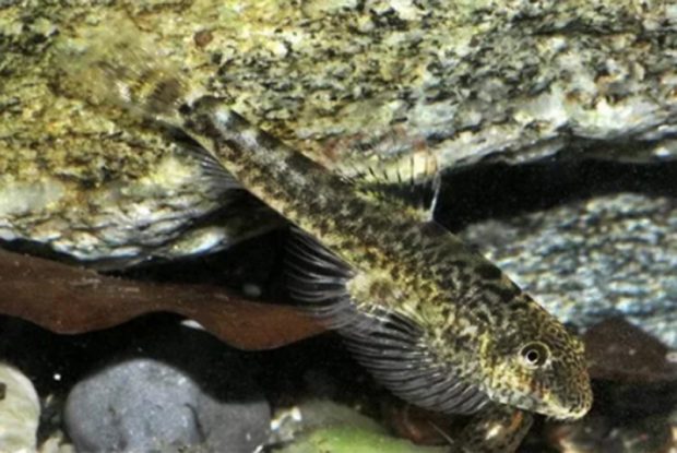 psevdogastromizon-majersa-pseudogastromyzon-myersi-mramor