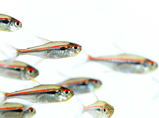 tetra-amapa-abo-chervonosmuga-tetra-hyphessobrycon-amapaensis