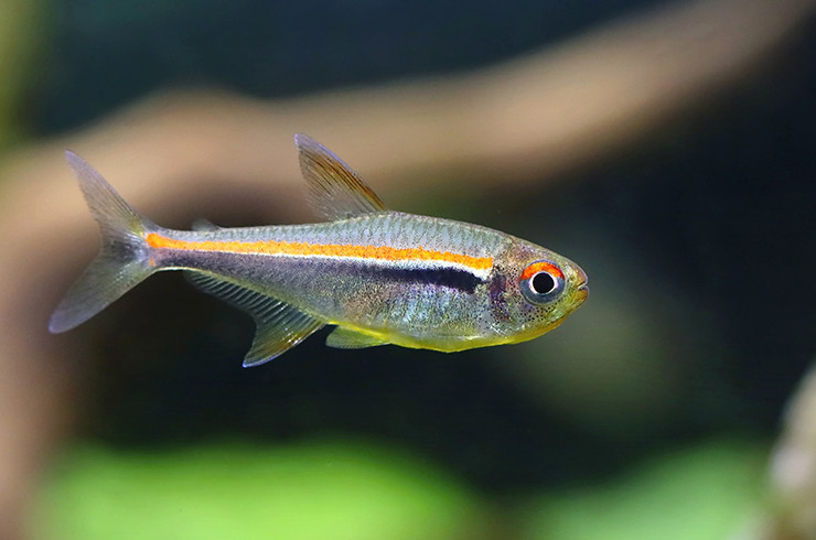 tetra-amapa-abo-chervonosmuga-tetra-hyphessobrycon-amapaensis
