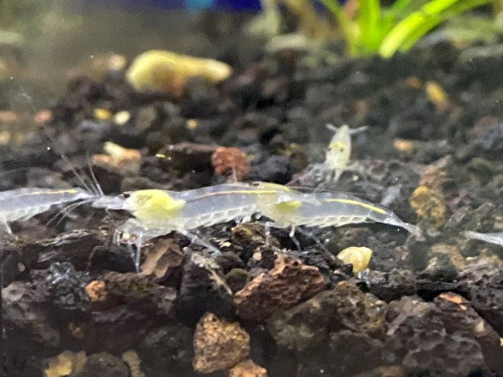 Креветка Амано Сноу Вайт (Caridina multidentata var. Snow White) - Зображення 2