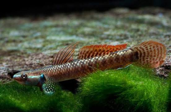 bychok-styfodon-elegans-stiphodon-elegans