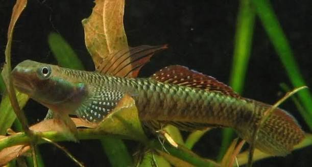 bychok-styfodon-elegans-stiphodon-elegans