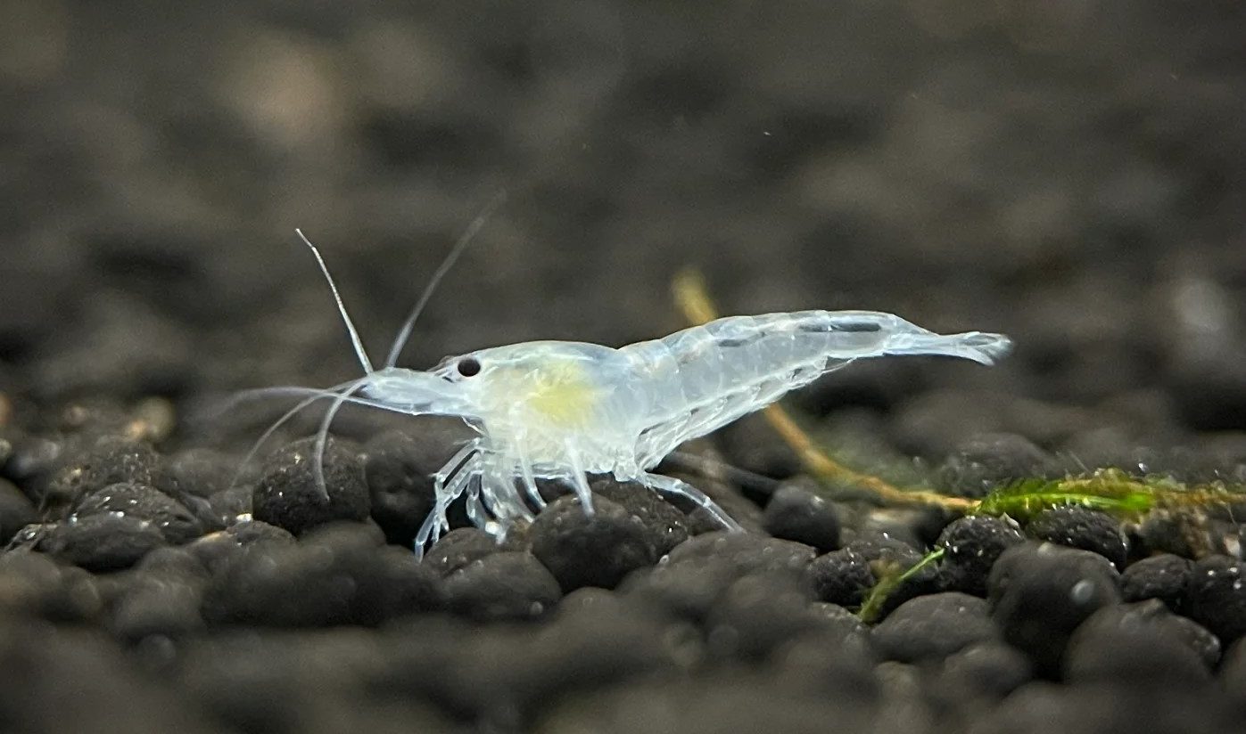 krevetka-amano-snou-vajt-caridina-multidentata-var-snow-white