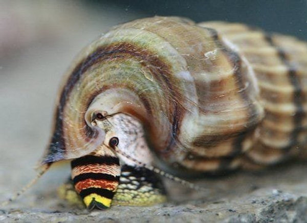 ravlyk-tylomelaniya-korol-sulavesi-sulawesi-king-rabbit-snail-tylomelania