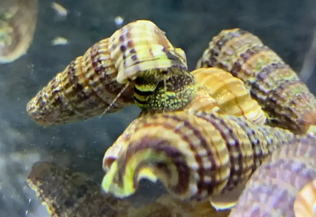 ravlyk-tylomelaniya-korol-sulavesi-sulawesi-king-rabbit-snail-tylomelania
