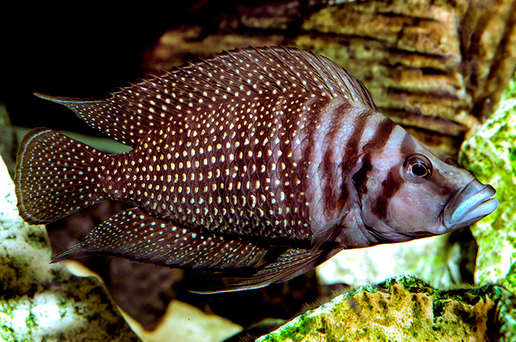 altolamprologus-kalvus-altolamprologus-calvus