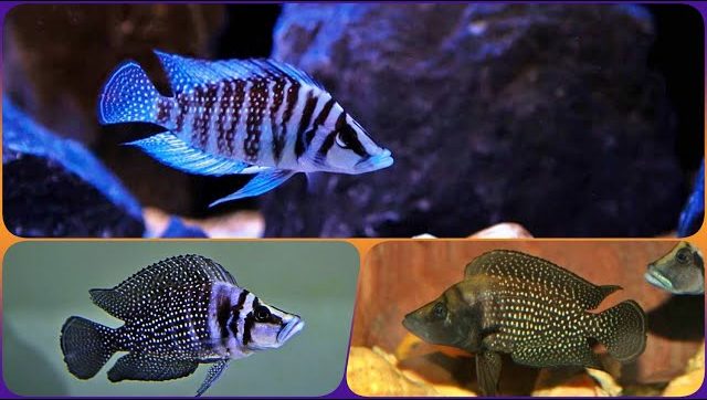 altolamprologus-kalvus-altolamprologus-calvus