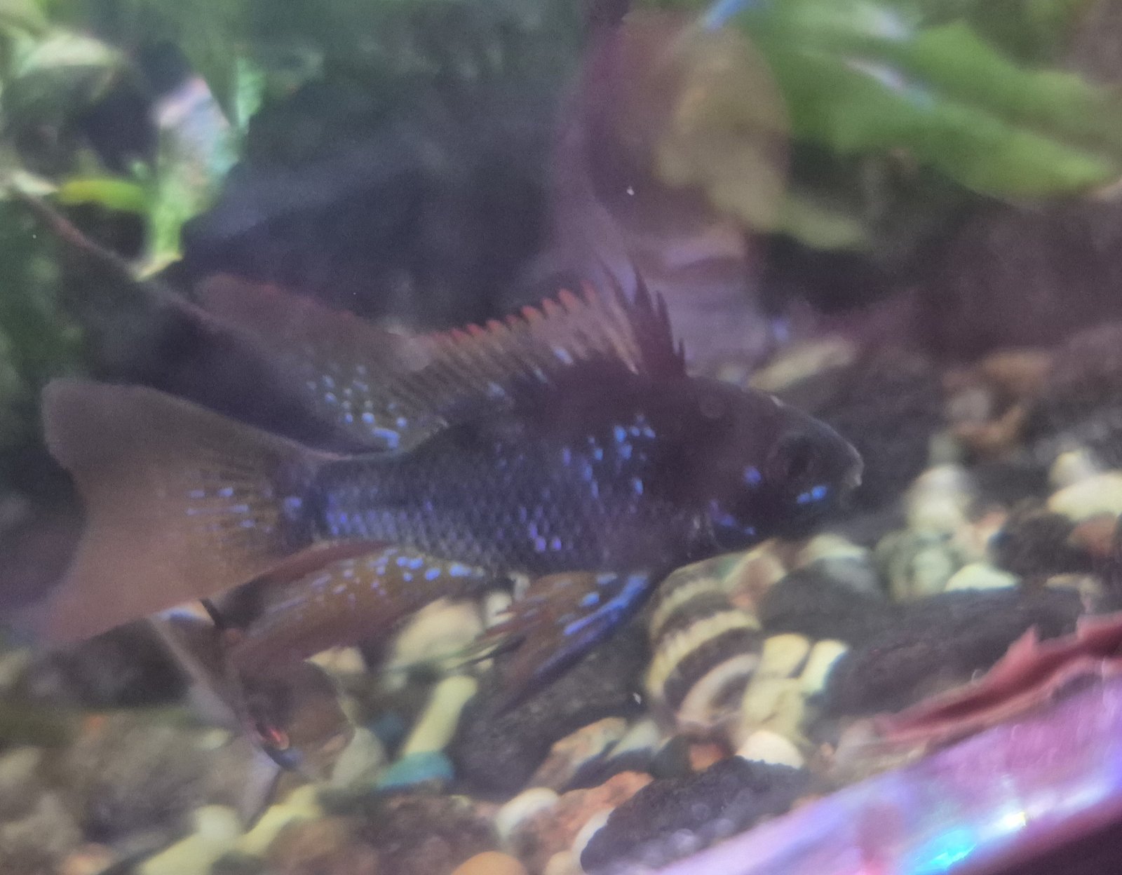 apistograma-ramireza-elektryk-blek-mikrogeophagus-ramirezi-var-electric-blue-black
