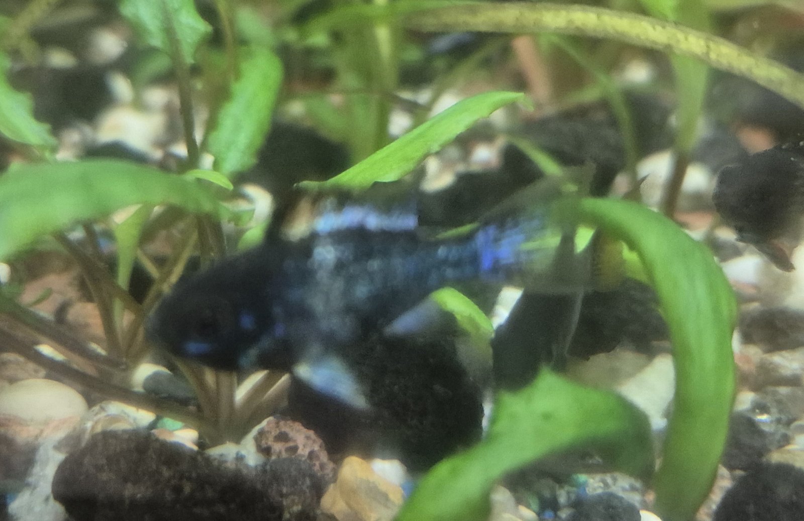 apistograma-ramireza-elektryk-blek-mikrogeophagus-ramirezi-var-electric-blue-black