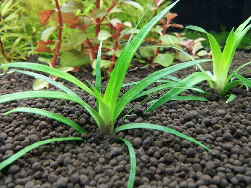 eriokaulon-vyetnam-eriocaulon-vietnam