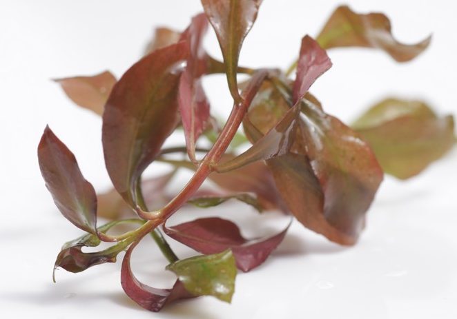lyudviga-povzucha-abo-repens-ludwigia-repens