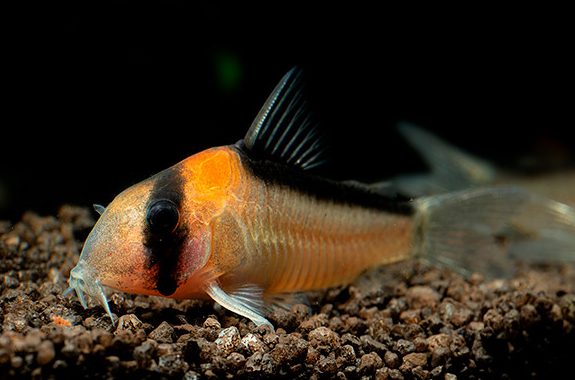 korydoras-adolfa-corydoras-adolfoi