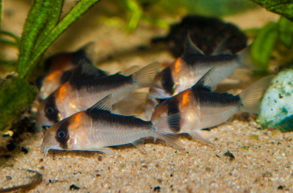 korydoras-adolfa-corydoras-adolfoi